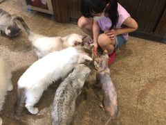 -more than meow吴止猫主题餐厅(承德 中船汇店)