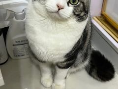 -山宅一喵德文卷毛猫舍
