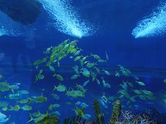 -上海海昌海洋公园