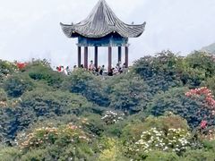 -贵州百里杜鹃风景名胜区