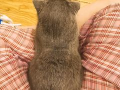 -萌喵咖啡屋(人民东路4号口M16商铺店)
