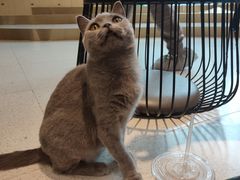 -飞行喵MR PILOT|猫舍·猫咖(静安大融城店)