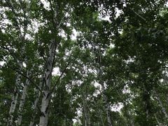 -乌兰布统景区-白桦林