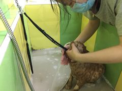 -久久宠物(河东万达店)