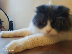 -李小姐の猫咖啡馆(五角场店)