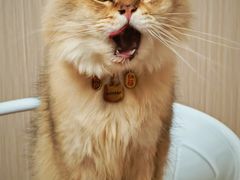 -唐小姐の私宠·宠物洗护美容·撸猫馆·购宠(周浦万达旗舰店)