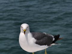 -海驴岛(荣成市)