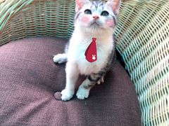-喵zoo家庭繁育猫舍(尖东智能花园店)