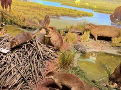 -陕西自然博物馆