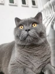 -飛凡TATTOO纹身•原创