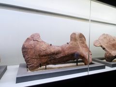 -世界恐龙谷景区