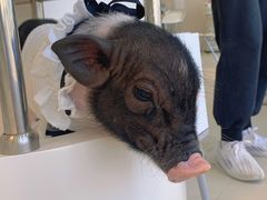 -怪兽屋·羊驼·猫咖·狗咖(俊华广场店)