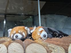 -Zoolung Zoolung动物主题公园(海信广场店)