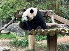 -广州长隆野生动物世界