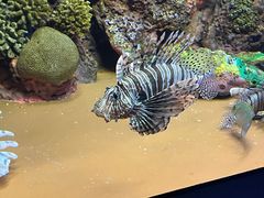 -上海海洋水族馆