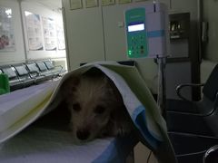 -北京观赏动物医院·24小时大型综合·猫专科·异宠专科