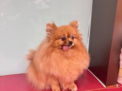 -和它·交个朋友·狗咖猫咖(爱琴海店)