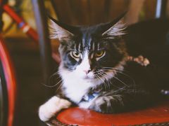-十年猫舍·猫咪专门店(普陀店)