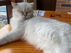 -蓝鲸·缅因猫舍