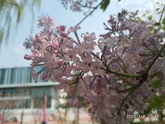 -大兴滨河森林公园