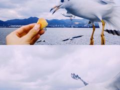-海埂大坝