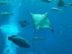 -亚龙湾海底世界