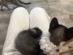 -楼上猫咖(罗湖店)