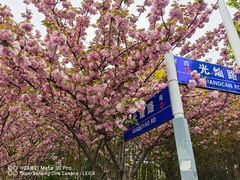 -高东镇樱花园