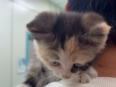 -北京观赏动物医院·24小时大型综合·猫专科·异宠专科