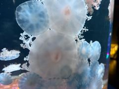 -欢乐海岸海洋奇梦馆