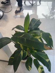 -吉艺心专业美发造型