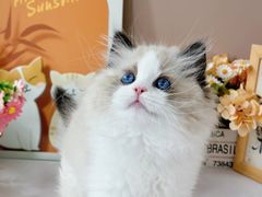 -小猫来了·猫舍(红山六九七九店)