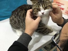 -创凡宠物医院·骨专科  猫科中心(西乡分院)