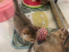 -糯米喵星人总部直营旗舰店·猫舍·幼猫出售