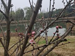 -两河城市森林公园