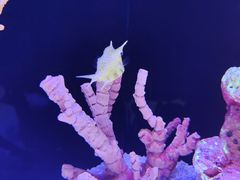 -上海海洋水族馆