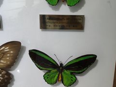 -上海昆虫博物馆