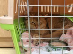 -爱侣宠医·鹦鹉专科·小型哺乳类·异宠专科(灵石路店)