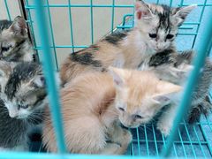 -宠颐生猫科·内科皮肤科(西平世纪城店)