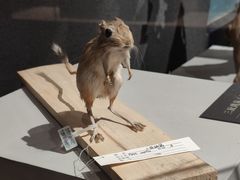 -呼和浩特博物馆