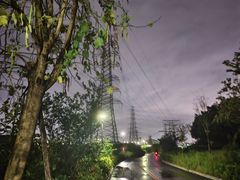 -王借岗森林公园