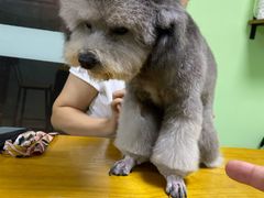 -圣宠动物医院·犬猫专科·影像中心·外科中心
