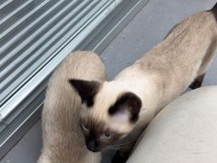 -心仪动物医院·牙专科·肿瘤·心脏科(西客站院)