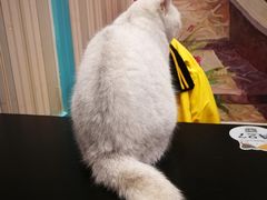 -猫小院猫主题咖啡厅(北锣店)