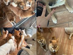-柴犬高等学院·狗咖·柴犬售卖·宠物训练