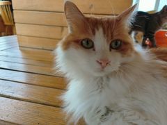 -猫的茶·猫咖