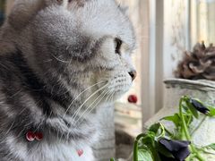 -海边的猫和咖啡馆