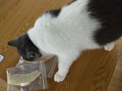 -松果猫咖(桐乡吾悦金街店)