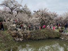 -香雪海