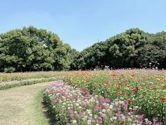 -上海共青森林公园